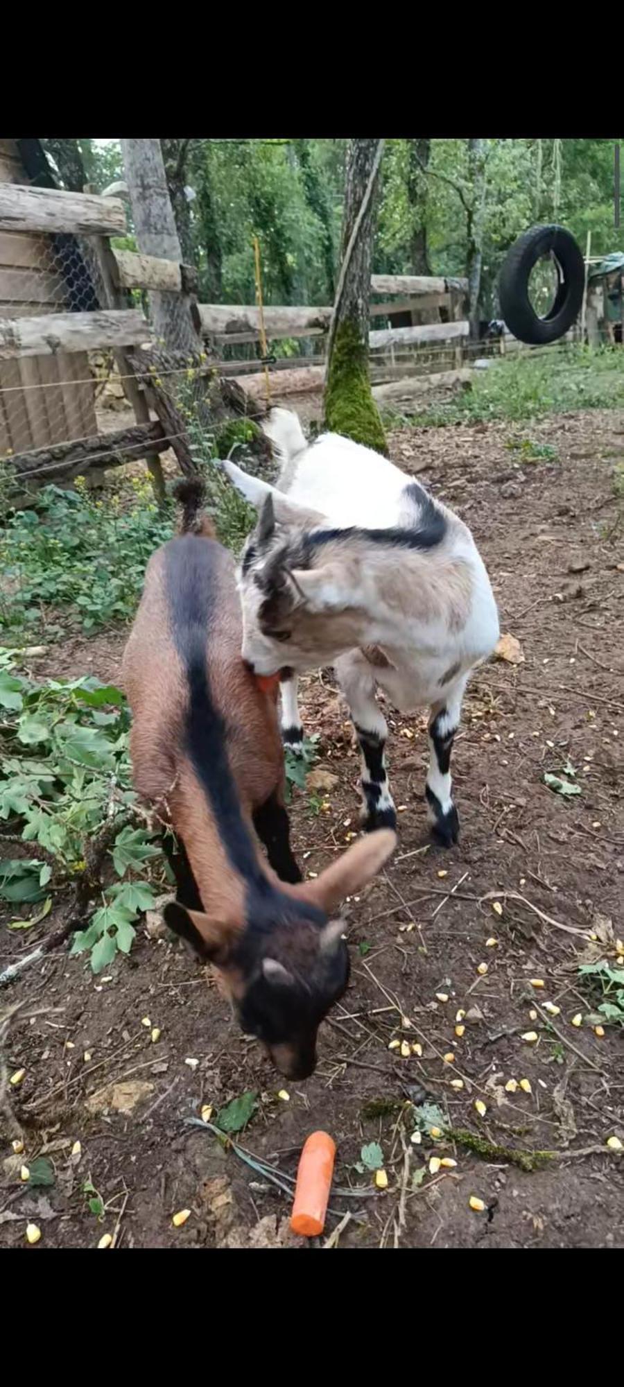 N°2 Gite 4 Personnes* Au Coeur De La Nature Saint-Aubin-de-Nabirat Zewnętrze zdjęcie