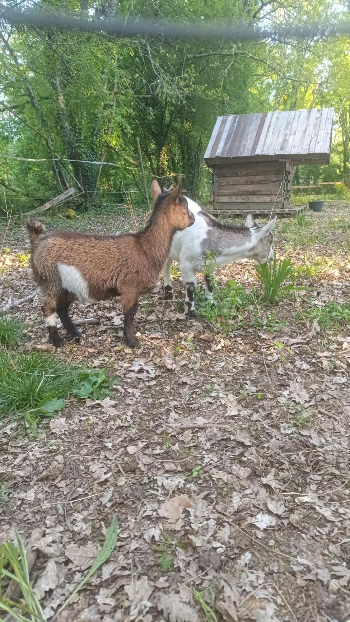 N°2 Gite 4 Personnes* Au Coeur De La Nature Saint-Aubin-de-Nabirat Zewnętrze zdjęcie